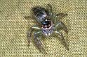 ZZ_ZZ051_F0753_Z_88_Palmerstone park_Australie
